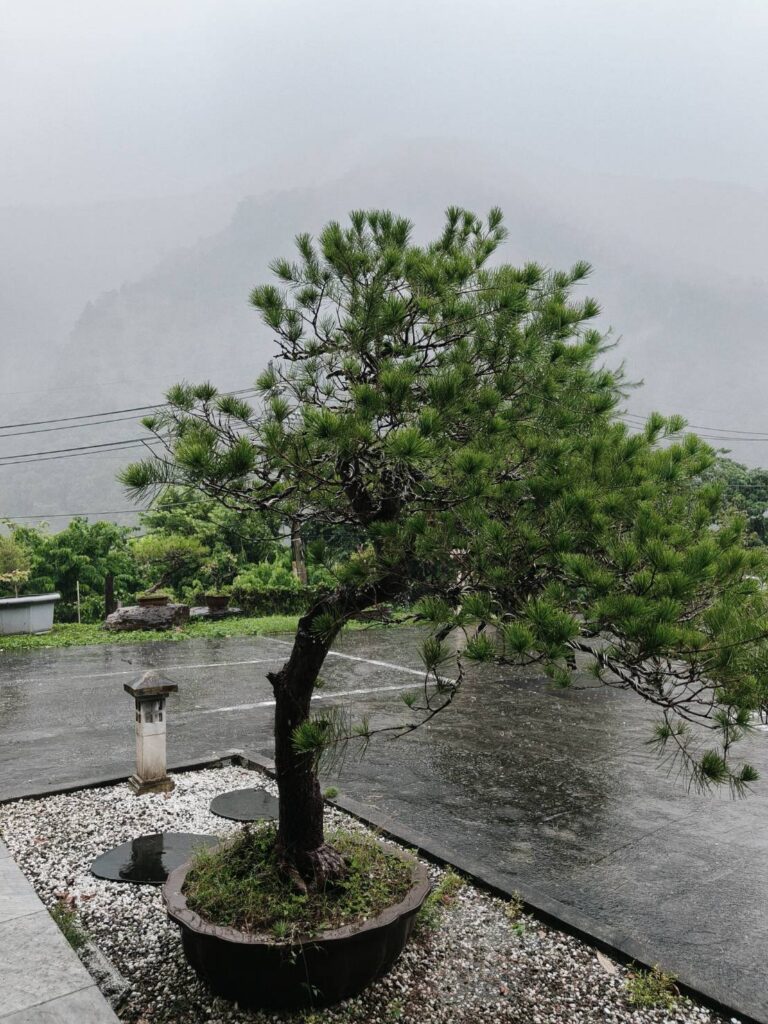 松雨庭
