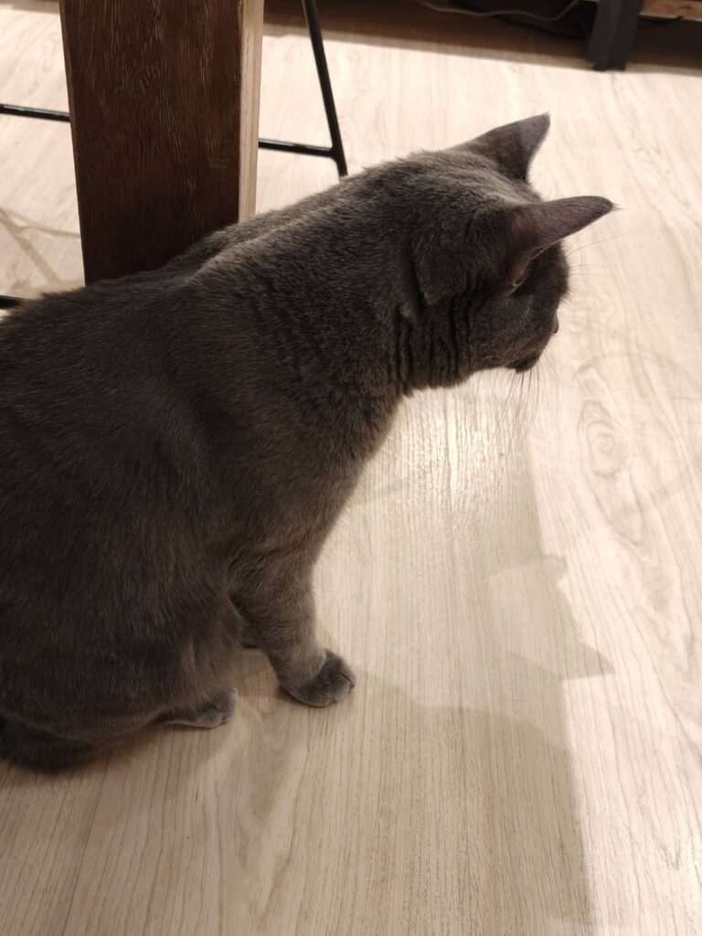 藤貓咖啡的黑貓